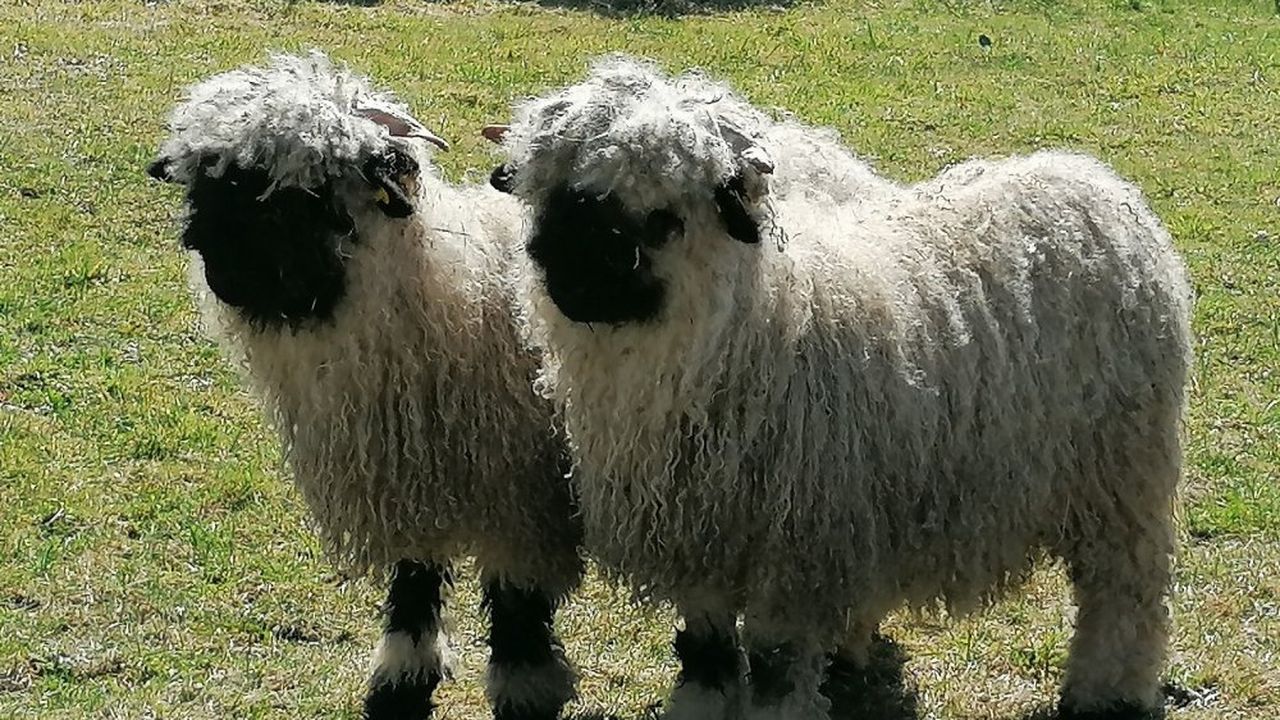 schwarznasenschafe schwarznasenschafe